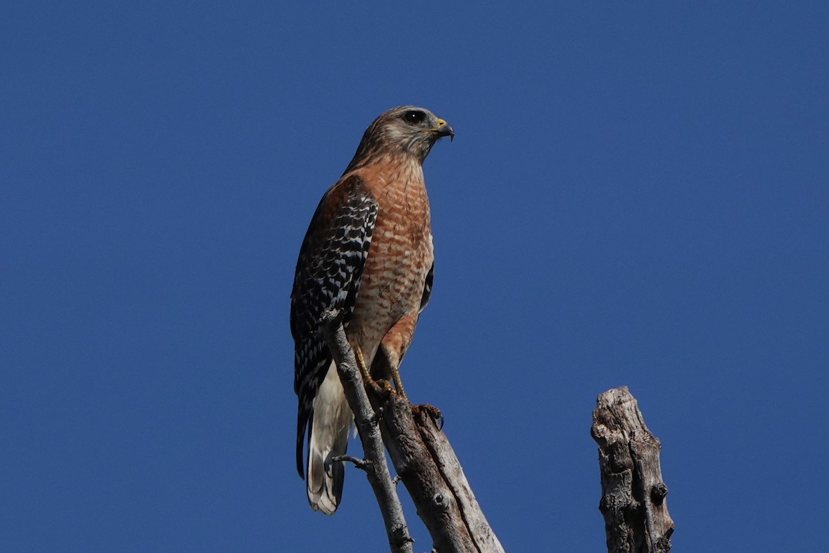 Канюк рудоплечий - ML645814135