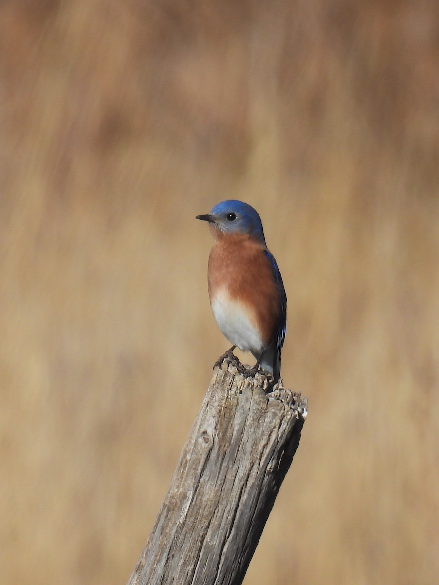 Блакитник східний - ML645814136