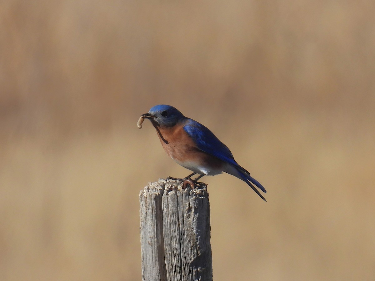 Блакитник східний - ML645814137