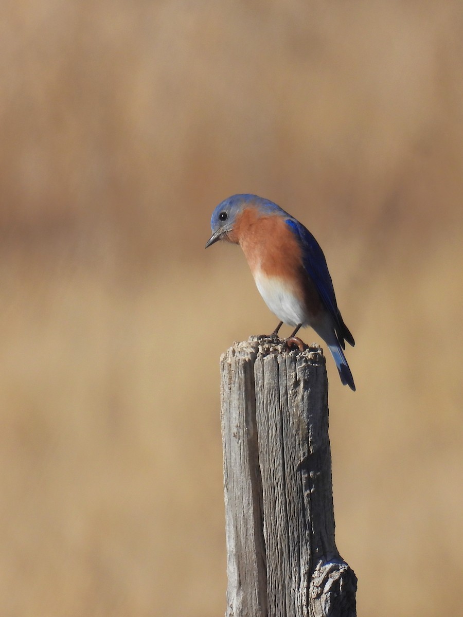 Блакитник східний - ML645814138