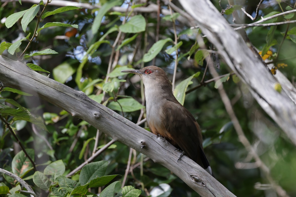 Puerto Rican Lizard-Cuckoo - ML645814141