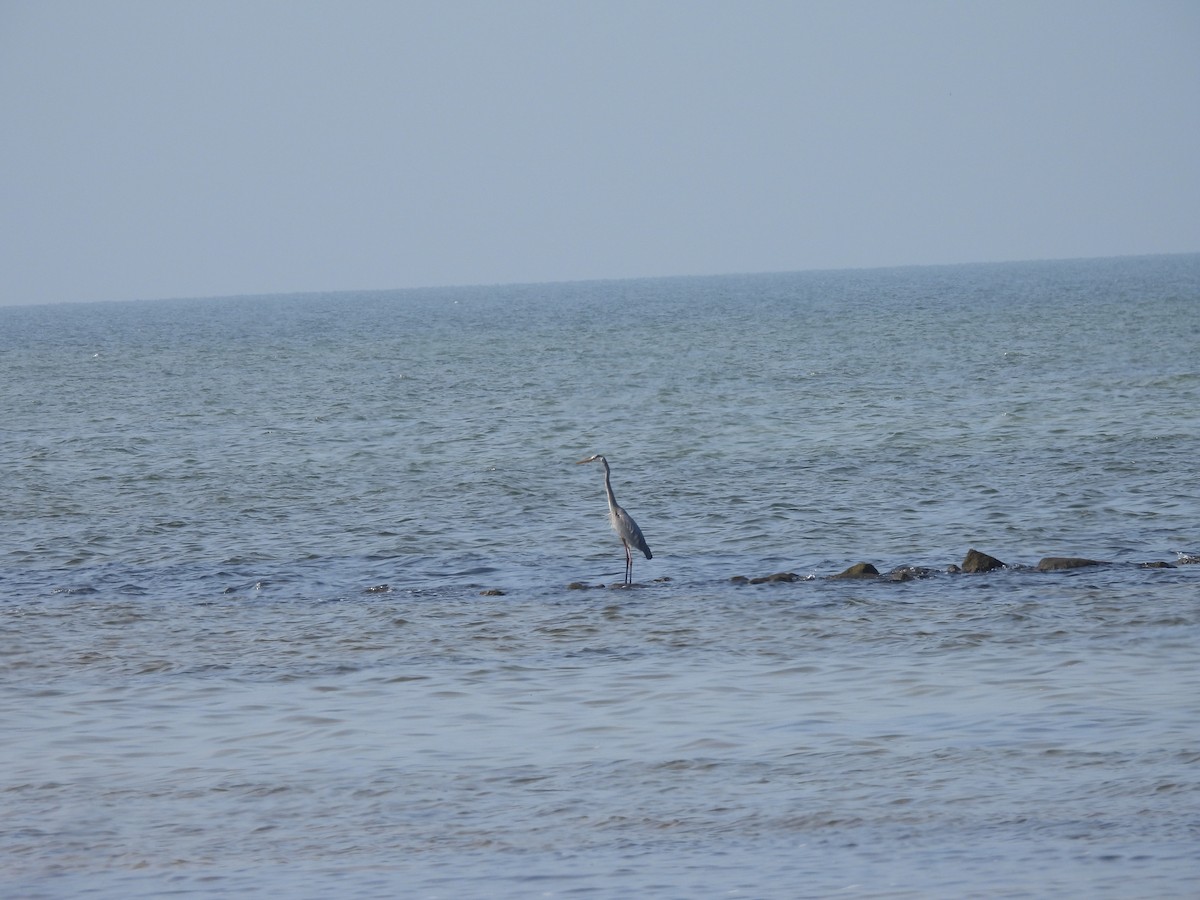 Great Blue Heron - ML645814143