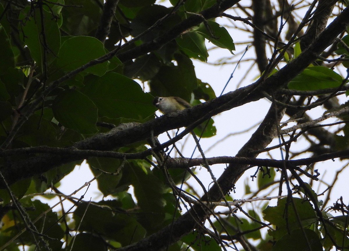 Brown-capped Vireo - ML645814153