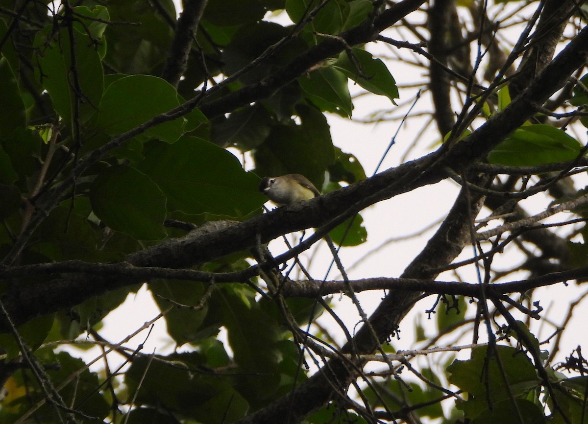 Brown-capped Vireo - ML645814154
