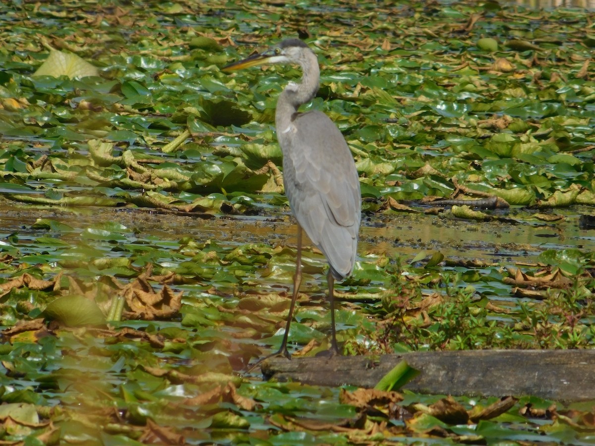 Great Blue Heron - ML645814170