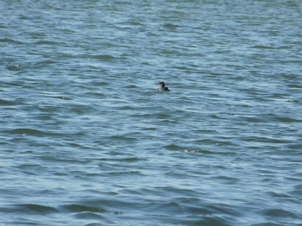 Hooded Merganser - ML645814173