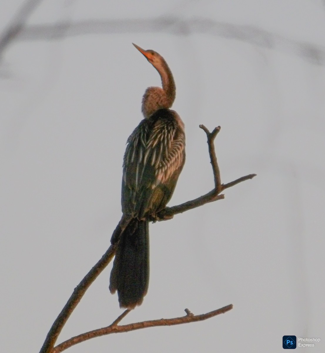 Anhinga - ML645814185