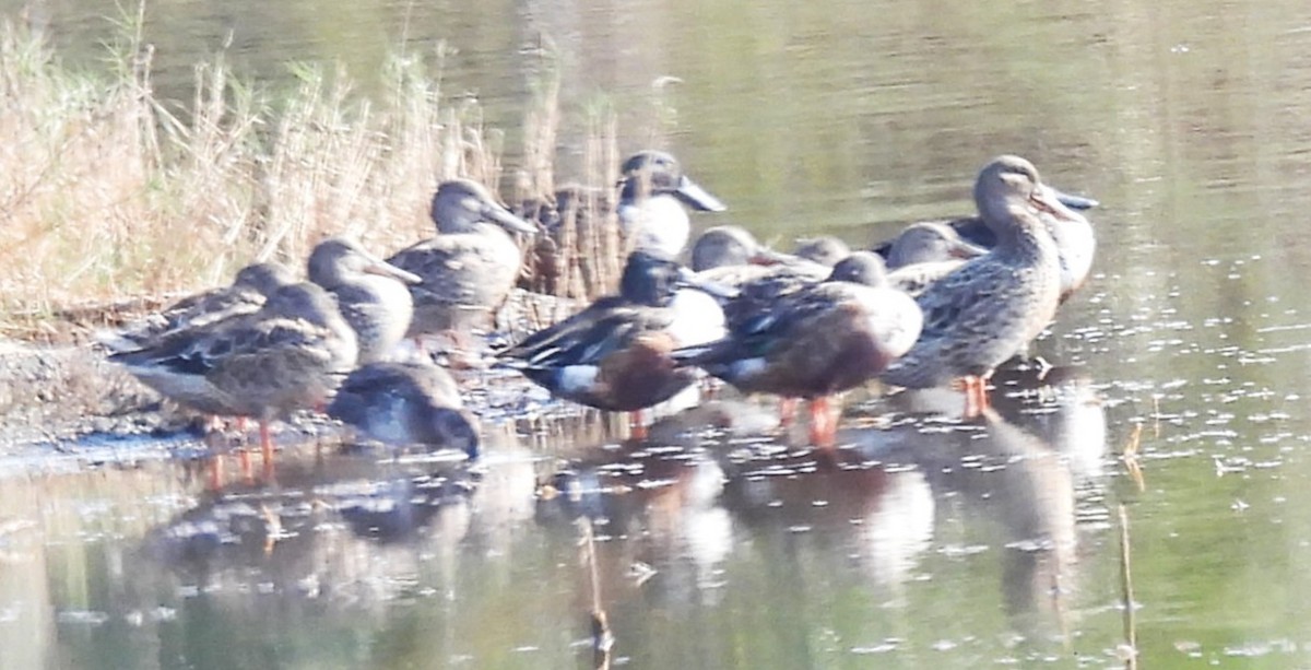 Northern Shoveler - ML645814186