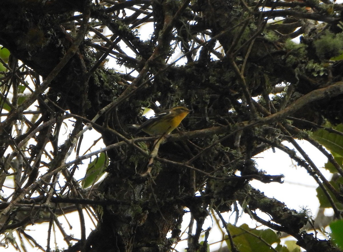 Blackburnian Warbler - ML645814197