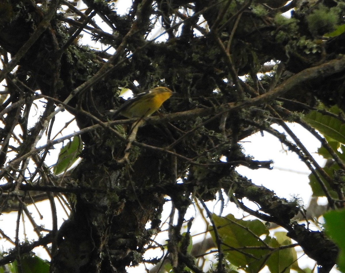 Blackburnian Warbler - ML645814198