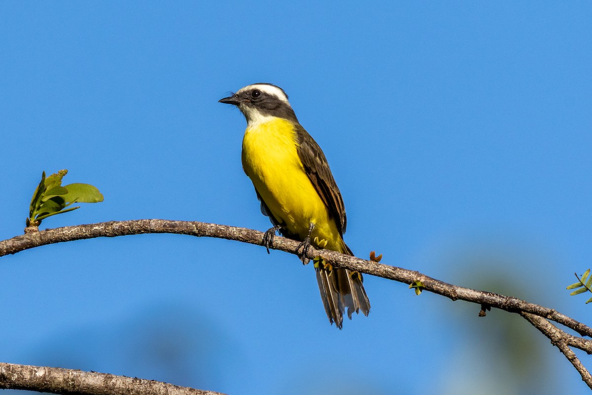 Social Flycatcher - ML645814204
