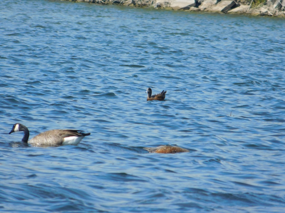 American Wigeon - ML645814205
