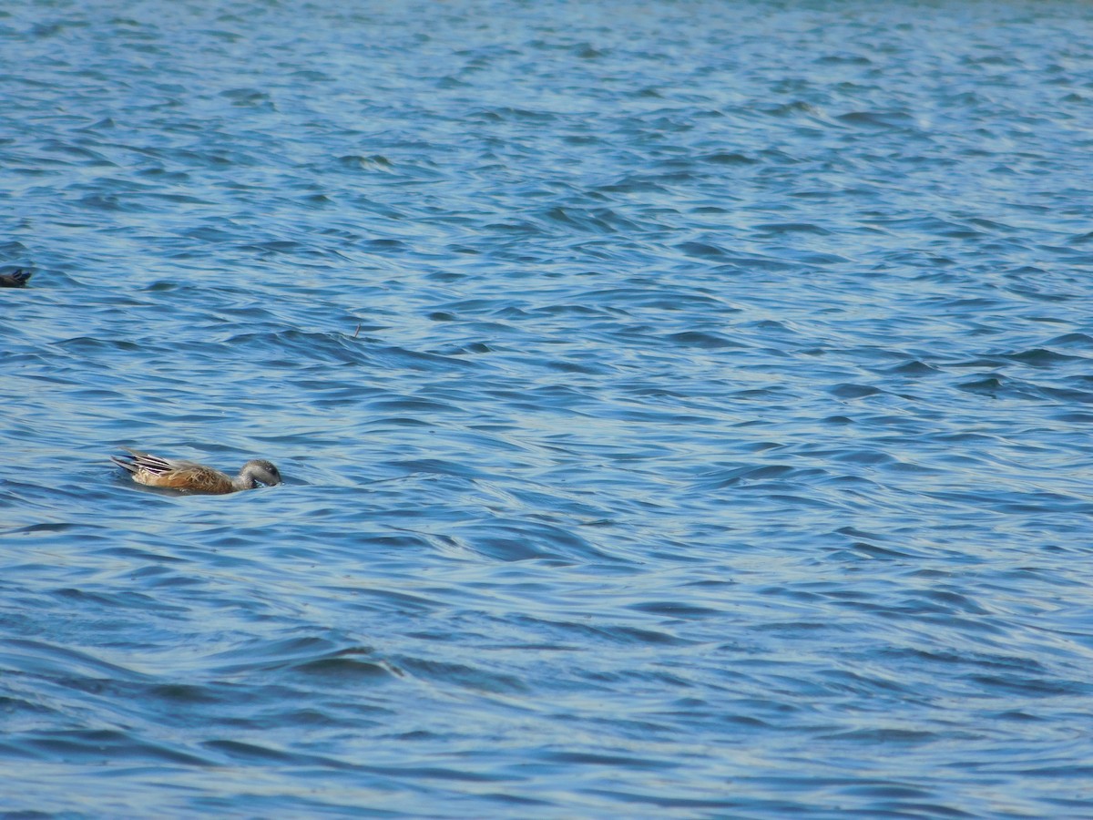 American Wigeon - ML645814211