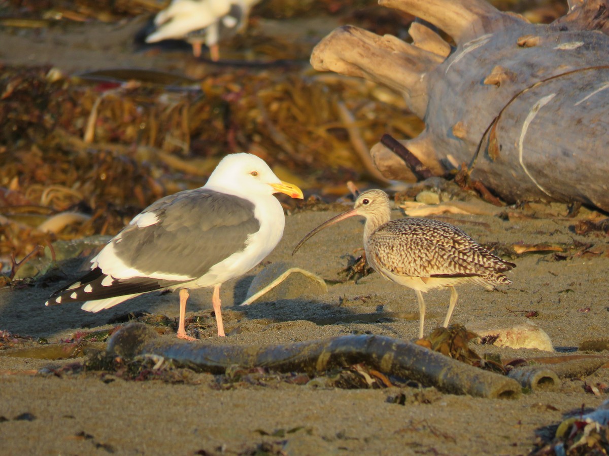 Кульон американський - ML645814220