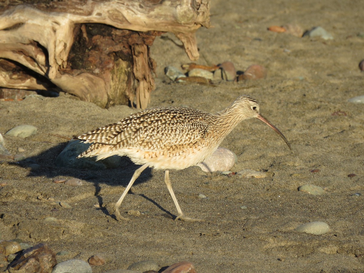 Кульон американський - ML645814222