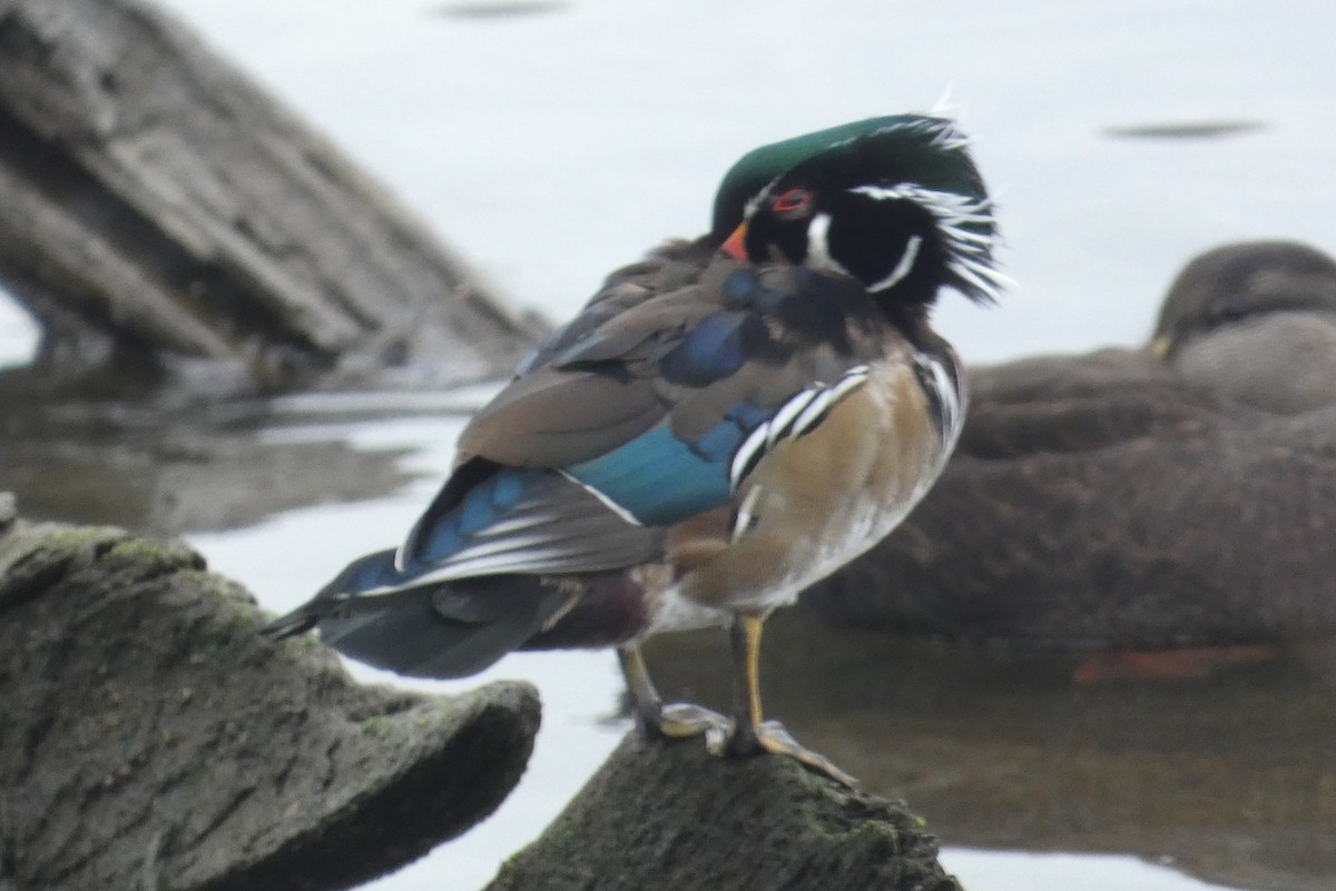 kachnička karolínská - ML645814230