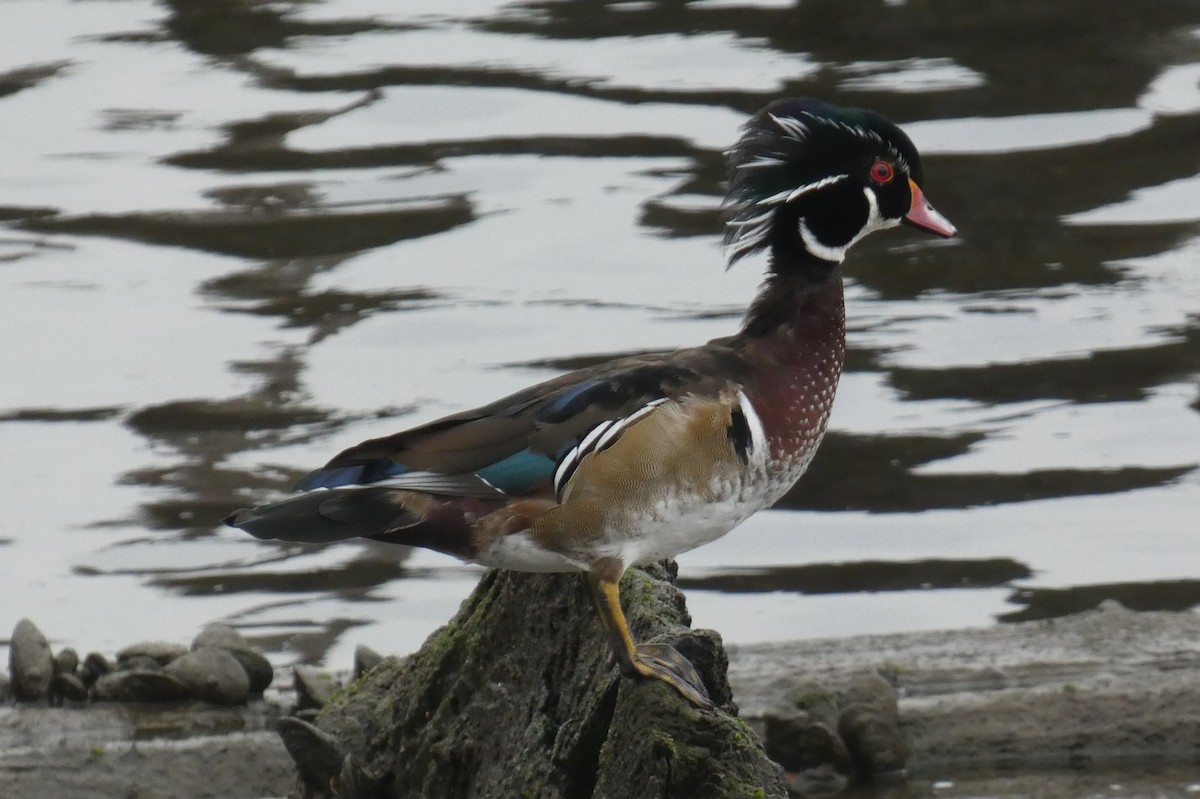 kachnička karolínská - ML645814231