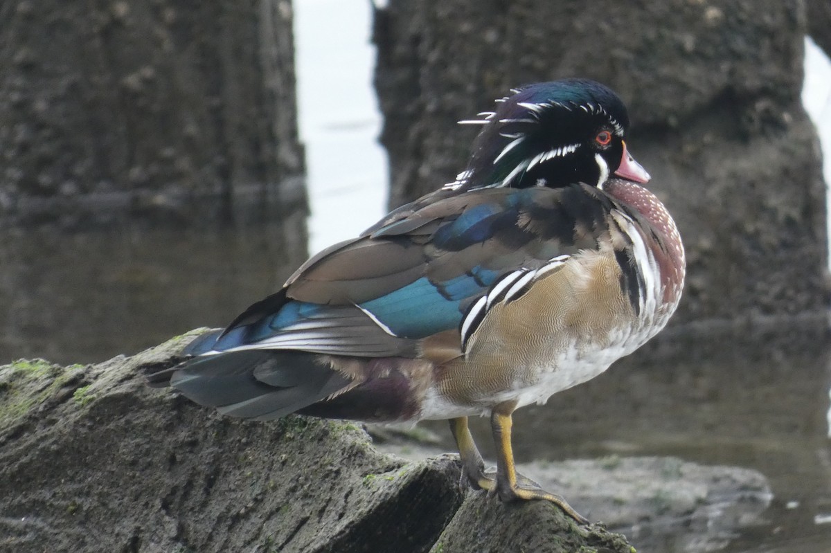 kachnička karolínská - ML645814232