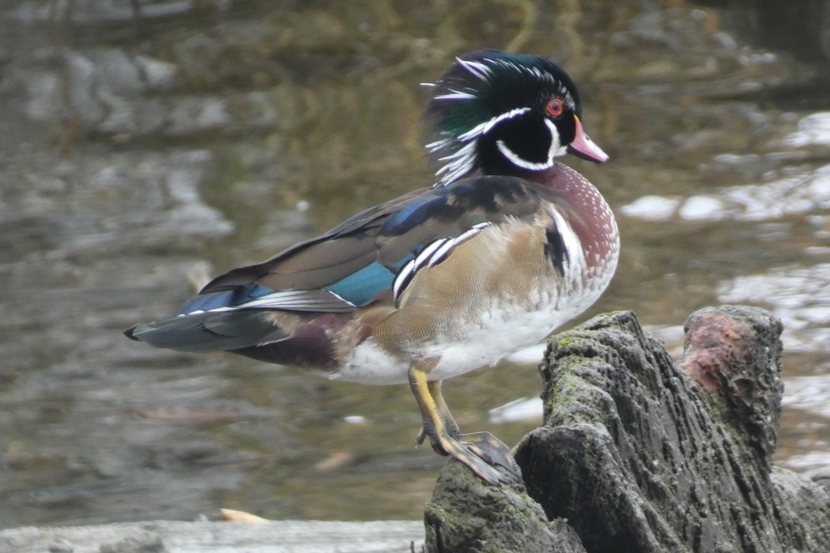 kachnička karolínská - ML645814233