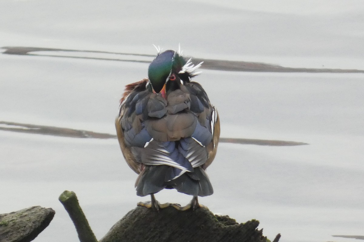 kachnička karolínská - ML645814234