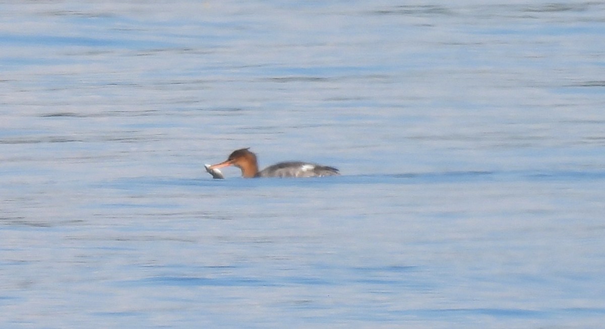 Red-breasted Merganser - ML645814235