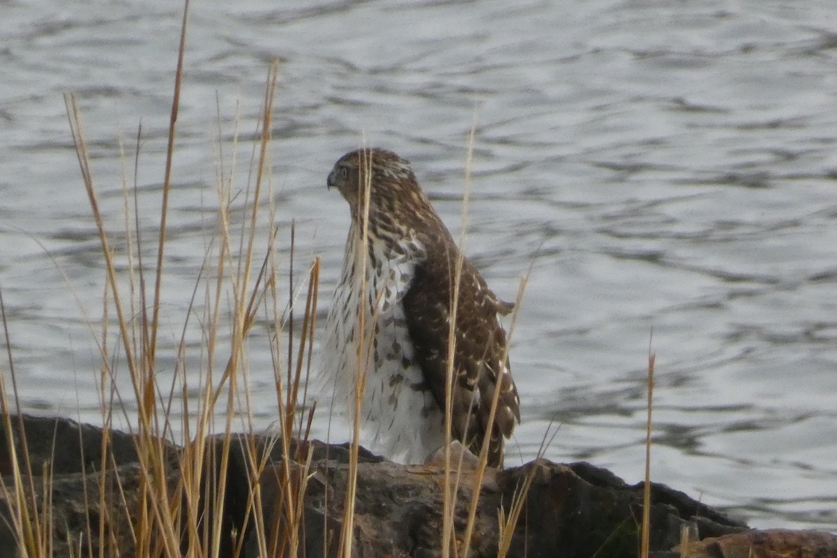 Cooper's Hawk - ML645814244