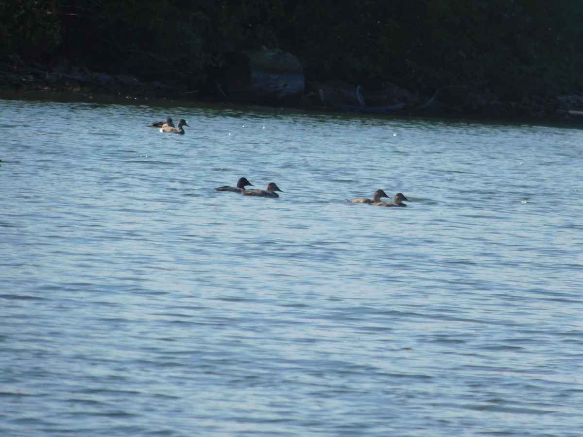 Murgilari bizkarzuria - ML645814253