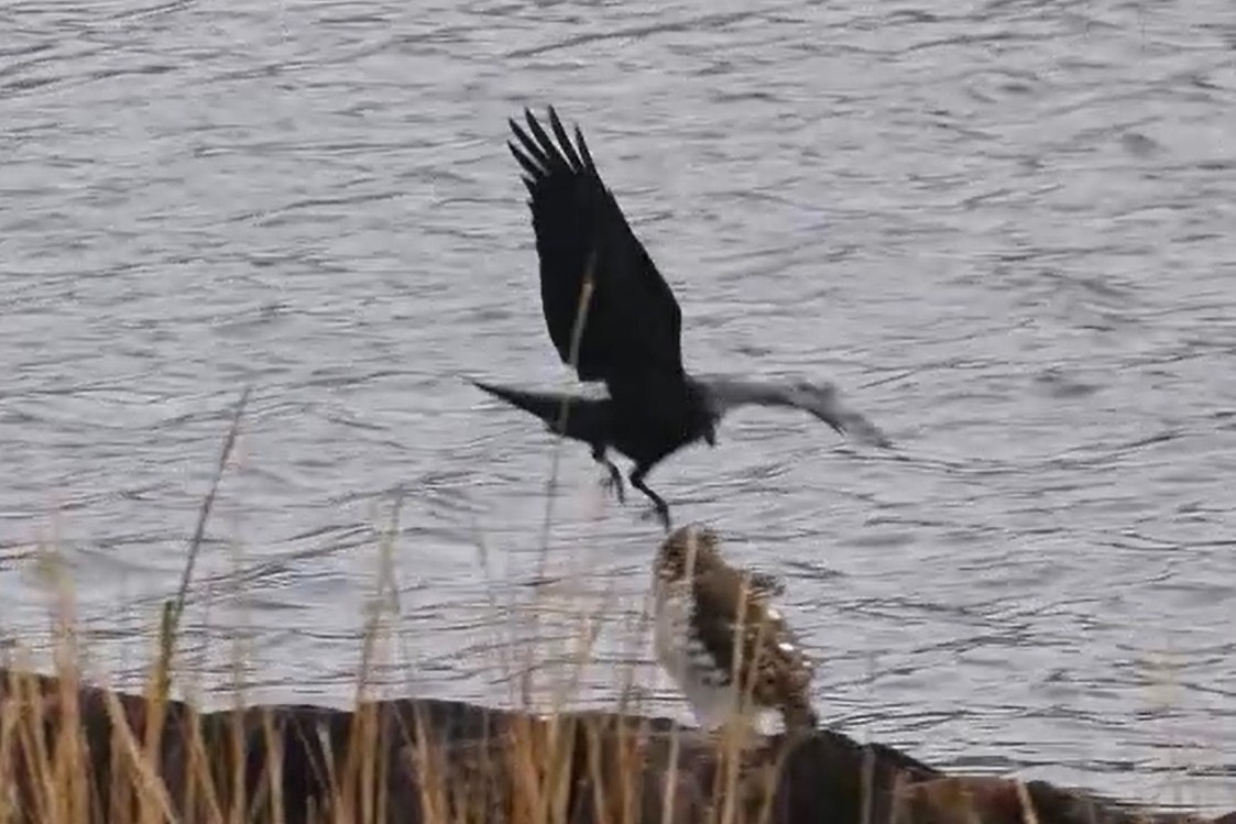 Cooper's Hawk - ML645814254