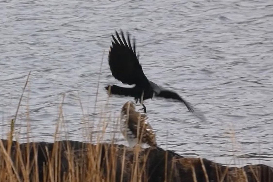 Cooper's Hawk - ML645814255