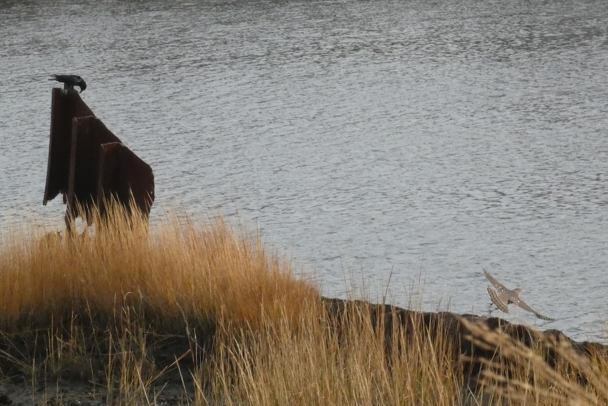 Cooper's Hawk - ML645814256