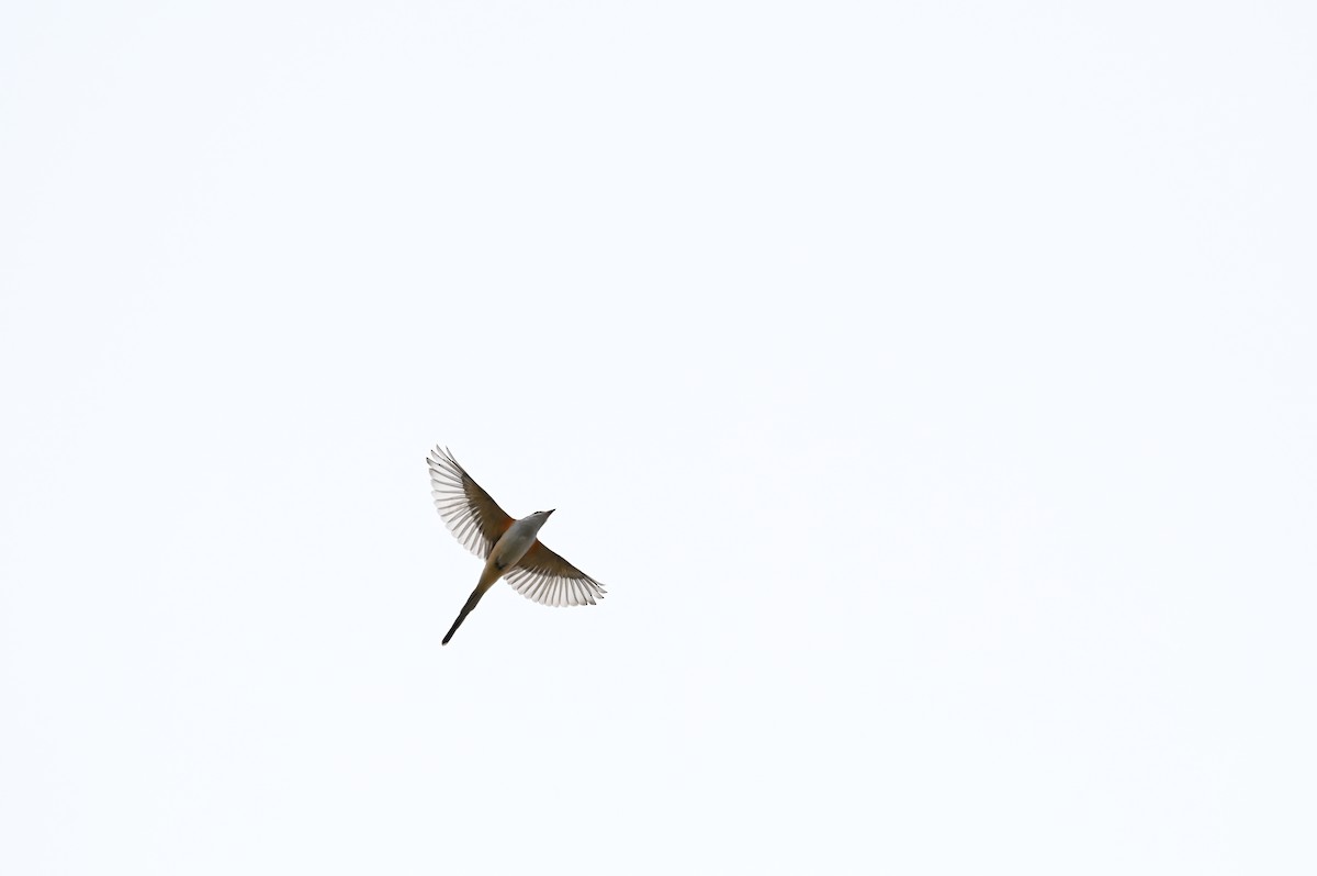 Scissor-tailed Flycatcher - ML645814261
