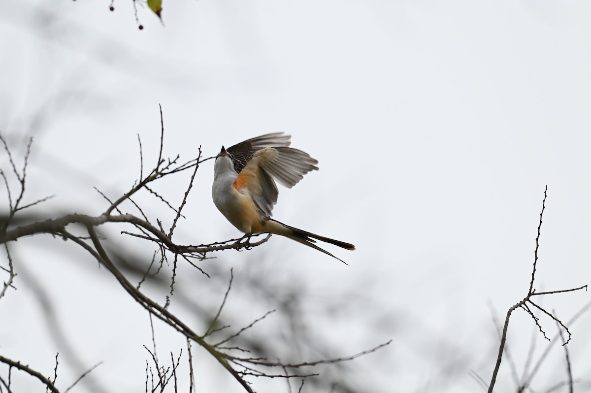 Scissor-tailed Flycatcher - ML645814262