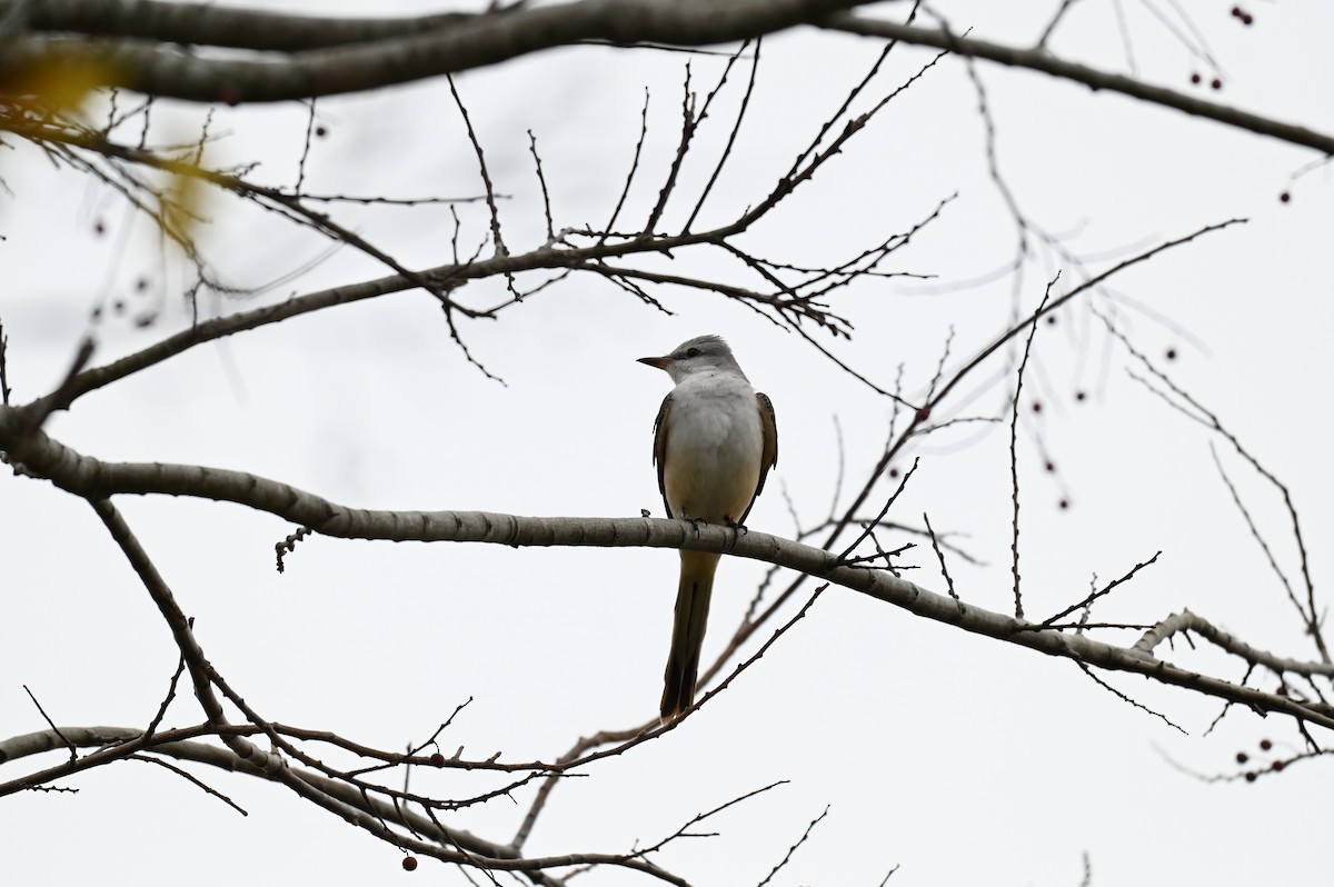 Scissor-tailed Flycatcher - ML645814263