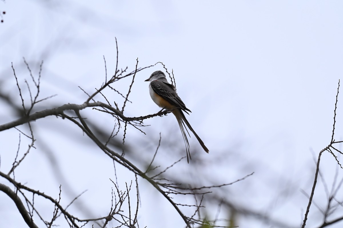 Scissor-tailed Flycatcher - ML645814264