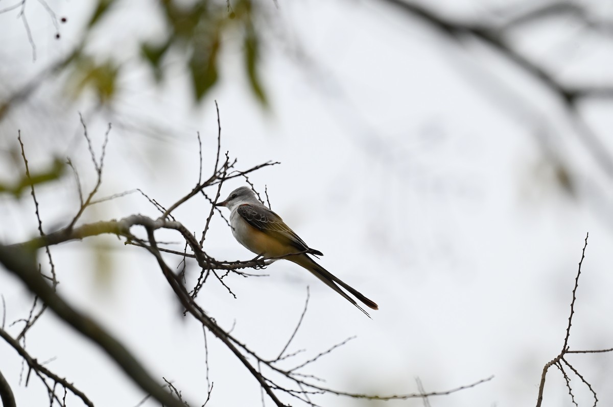 Scissor-tailed Flycatcher - ML645814265