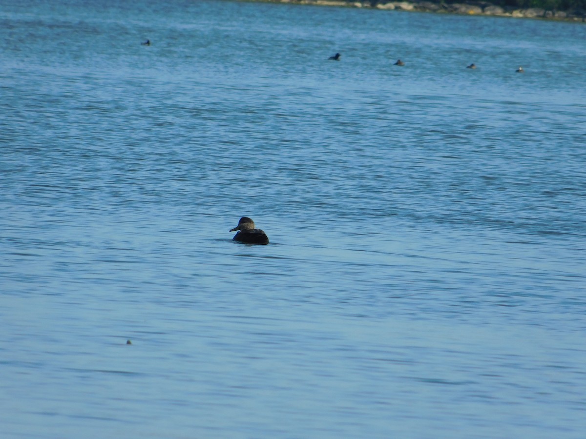 American Black Duck - ML645814270
