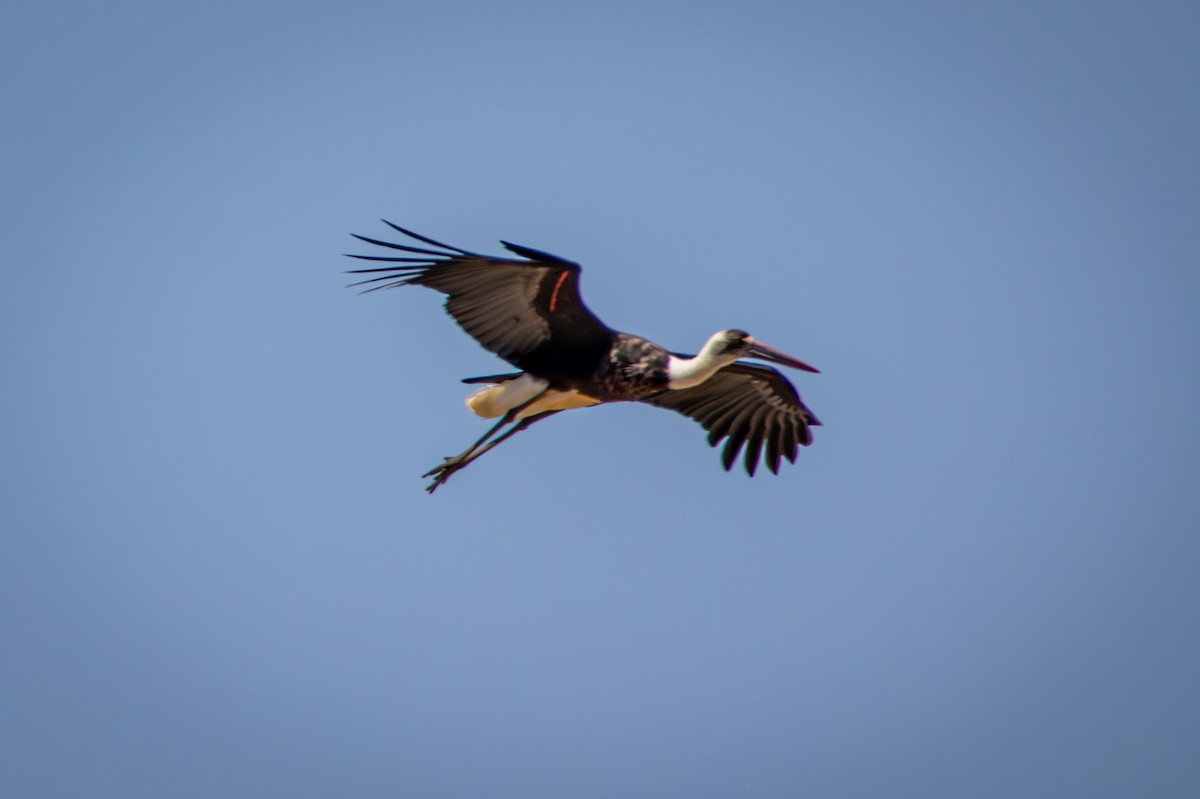 African Woolly-necked Stork - ML645814274