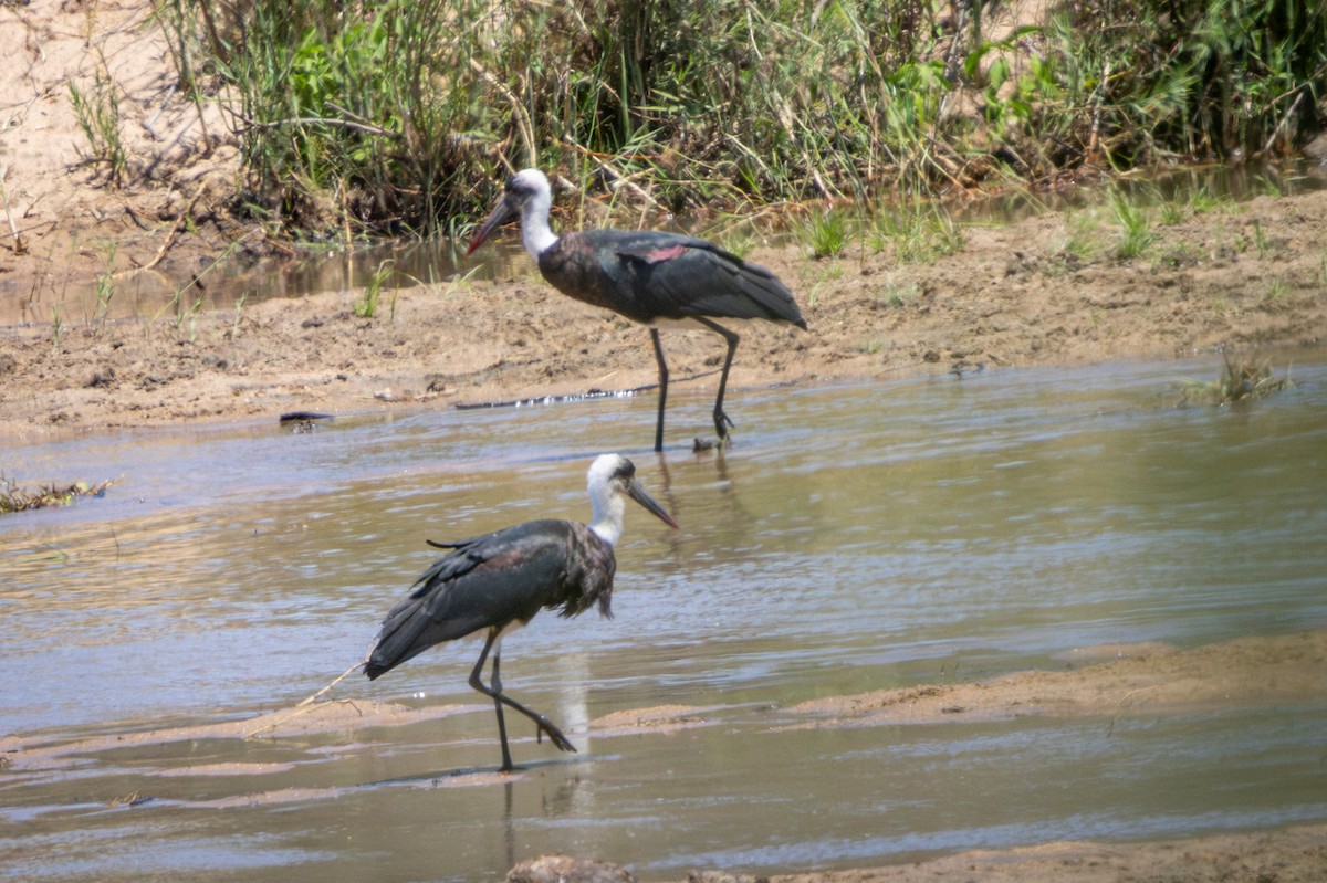African Woolly-necked Stork - ML645814275