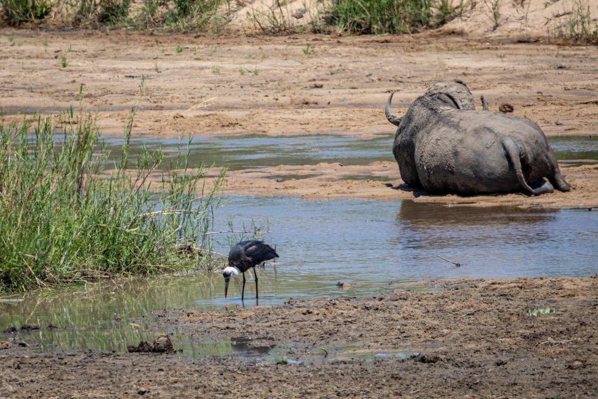 African Woolly-necked Stork - ML645814276