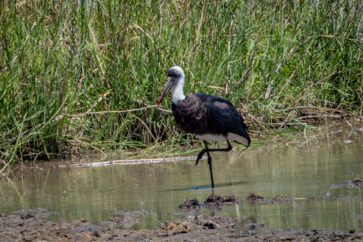 African Woolly-necked Stork - ML645814277