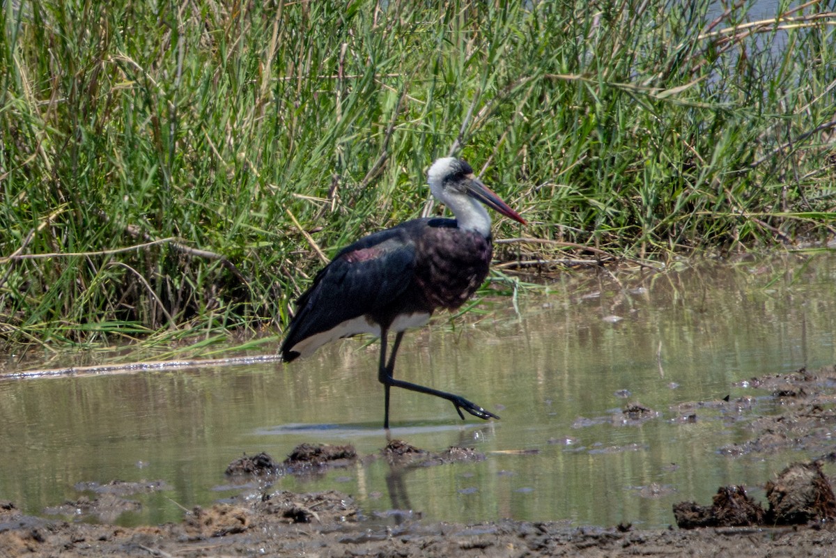 African Woolly-necked Stork - ML645814278