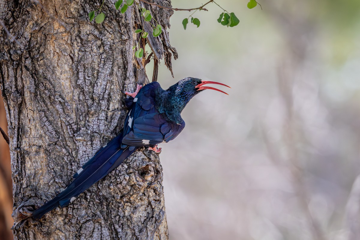 Green Woodhoopoe - ML645814280