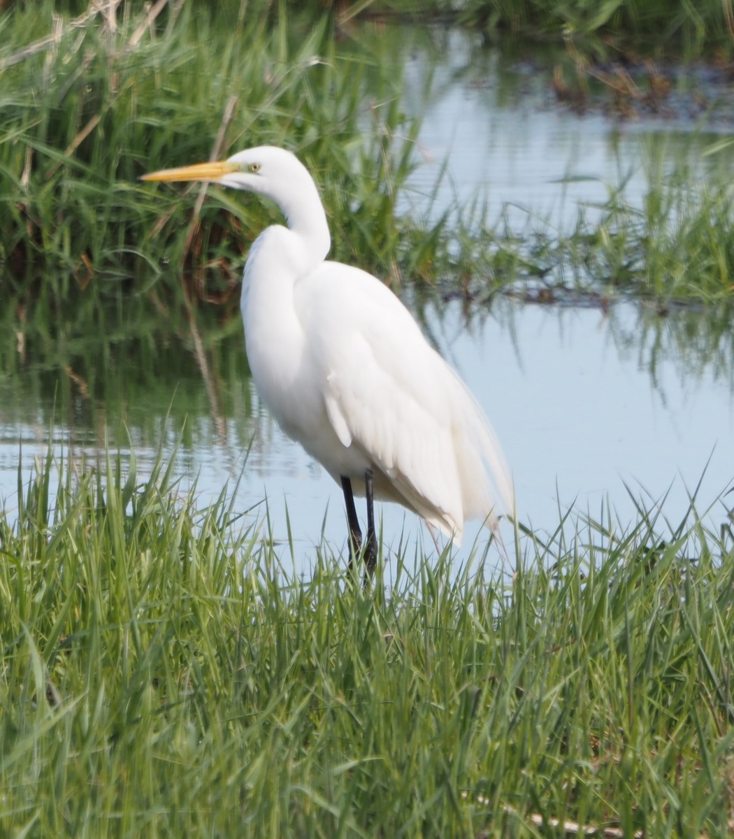 Koartza zuria - ML645814281