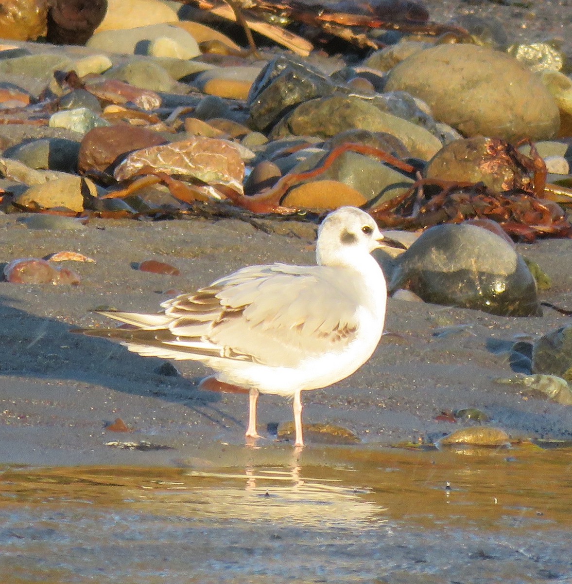 Bonaparte's Gull - ML645814286