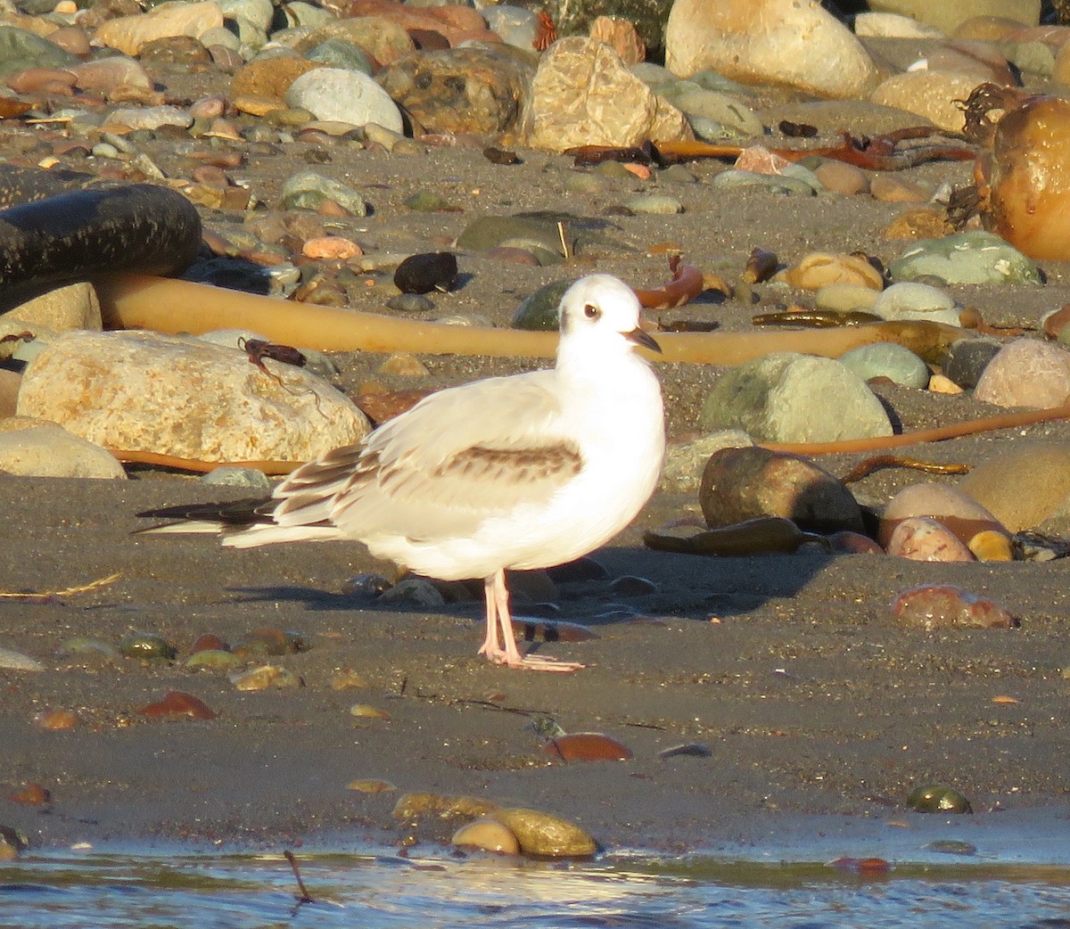 Bonaparte's Gull - ML645814287