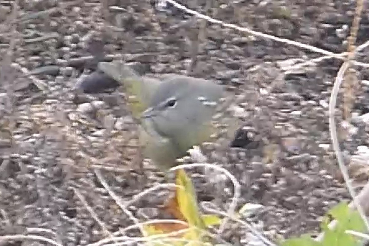 Orange-crowned Warbler - ML645814292