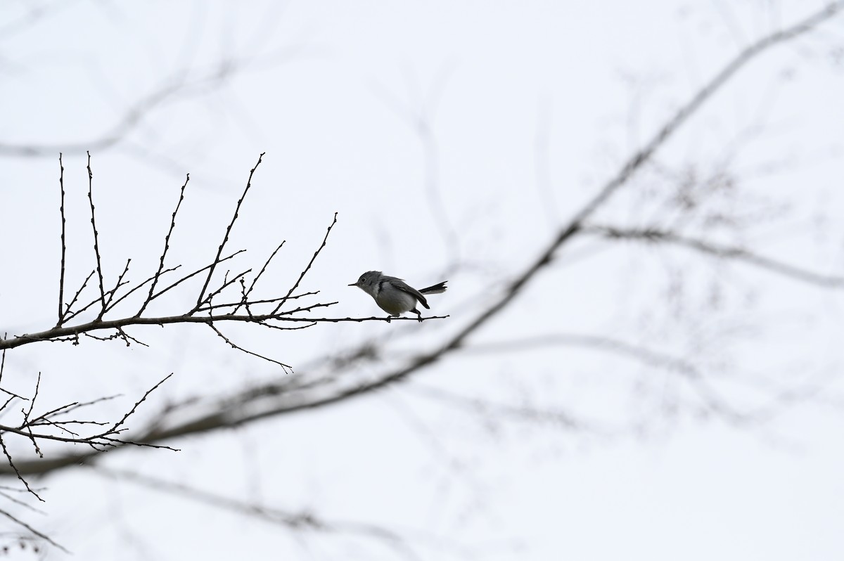 Blue-gray Gnatcatcher - ML645814297