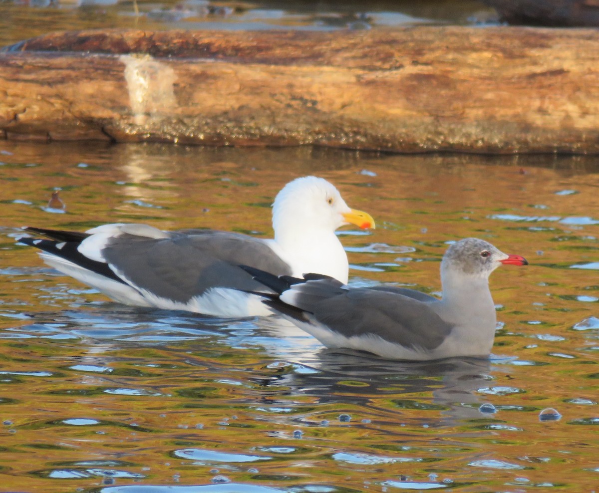 Heermann's Gull - ML645814298