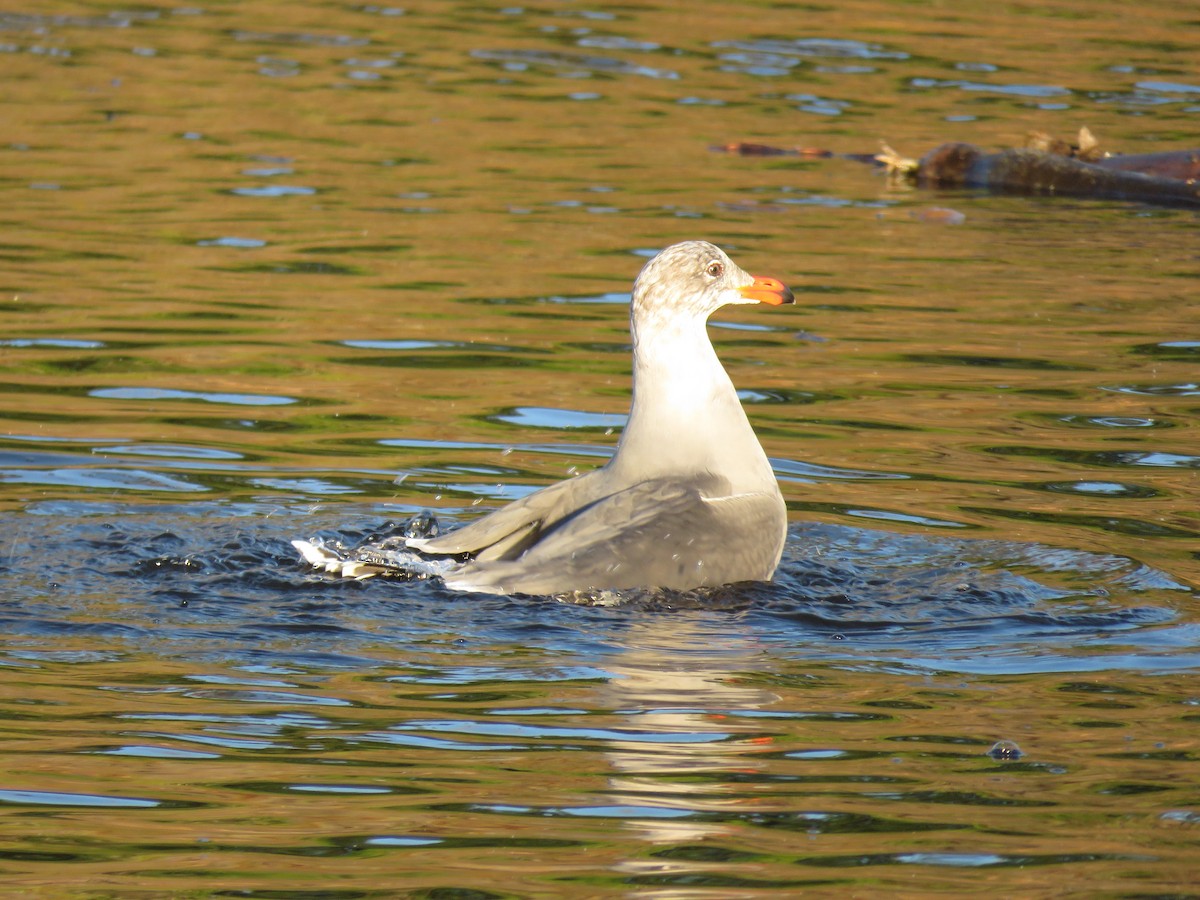 Heermann's Gull - ML645814299