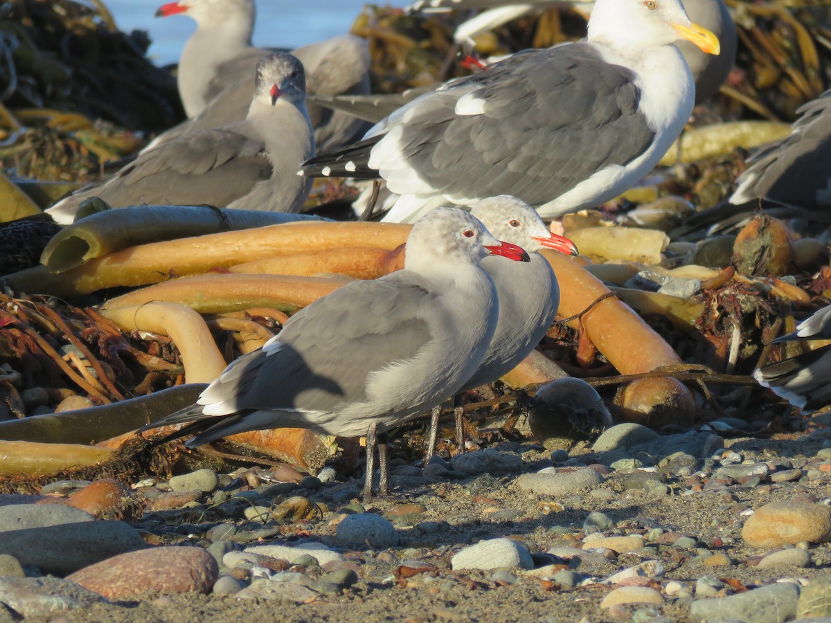 Heermann's Gull - ML645814300